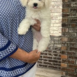 Orange boy - White male Bichon Frise puppy in Wilmington, North Carolina from Cape Fear Bichons