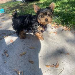 Teddy Jr. - Black and tan male Yorkshire Terrier puppy in Albuquerque, New Mexico from Teddys Yorkies