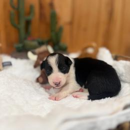 Montana - Black and white female Border Collie puppy in Owenton, Kentucky from Three16 Ranch