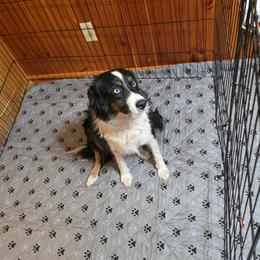 Sage - Australian Shepherd