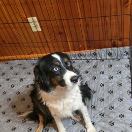 Sage - Australian Shepherd