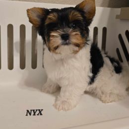 NYX - Black tan and white male Biewer Terrier puppy in Modesto, California from Granny's yorkshire Terrier Modesto California
