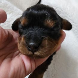 AKC JET - Black and tan male Cavalier King Charles Spaniel puppy in Joplin, Missouri, Missouri from HOL-A-DA CAVALIERS
