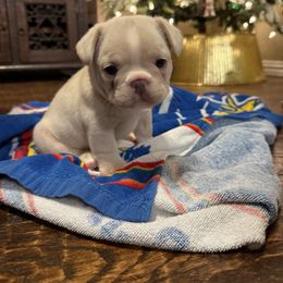 French Bulldog Puppies from Mathew Household Frenchies
