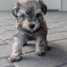 Bruno - Salt and pepper male Miniature Schnauzer puppy in Waddell, Arizona from West Valley Schnauzers & Dachshunds