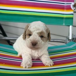 Valor - Parti male Goldendoodle puppy in Cherry Tree, Pennsylvania from Plum Creek Acres Next Generation