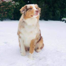 Australian Shepherd Puppies from Middle Fork Australian Shepherds