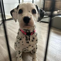 Rosie - White and black female Dalmatian puppy in Conroe, Texas from Saint Rocco's Dalmatians