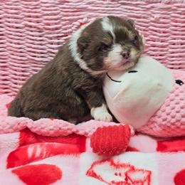 Winston - Chocolate and tan male Pomeranian puppy in Los Angeles, California from Pommies of LA