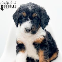 AARON - Tri-color male Bernedoodle puppy in Tipton, Indiana from Country Creek Doodles