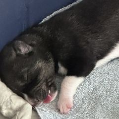 Companion Crosses and Working Dog Crosses from Amazing Standard Schnauzers