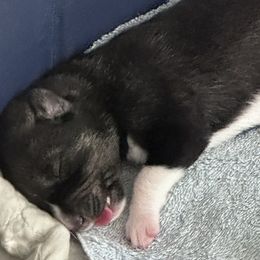 Companion Crosses and Working Dog Crosses from Amazing Standard Schnauzers