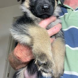 Girl 1 Pink Collar - Black and tan female German Shepherd puppy in Joshua, Texas from American Viking GSD Ranch