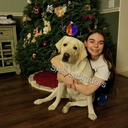 Lilly - Labrador Retriever