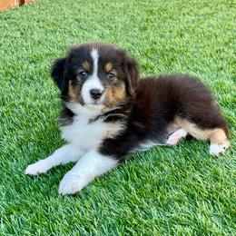 TASHA - Black tri-color female Australian Shepherd puppy in Hayward, California from Grissom’s Aussies