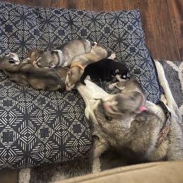 Siberian Husky Puppies from Alexandra's Siberian Huskies