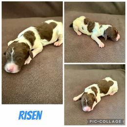 Risen - Parti male Poodle puppy in Piqua, Kansas from Legacy Farms Standard Poodles