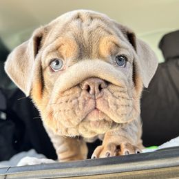 Bulldog Puppies from Pikabullz
