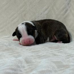 Boy 1 - Brindle and white male Bull Terrier puppy in Texas from The Bull Terrier Breeder