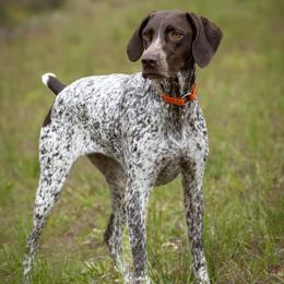 Annie - German Shorthaired Pointer
