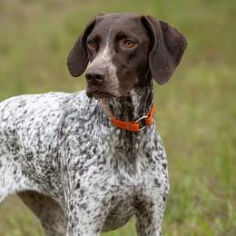 Annie - German Shorthaired Pointer