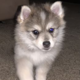 Pomsky Puppies from My Half Pint Pups