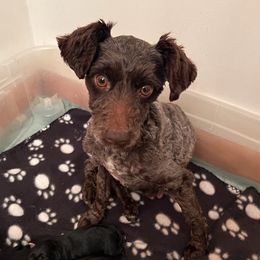 Moka - Miniature Schnauzer