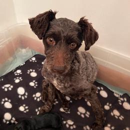 Moka - Miniature Schnauzer