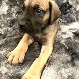 Aster - Fawn Great Dane puppy in Dundee, Michigan from Weslow AKC Danes