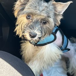 Buddy - Morkie