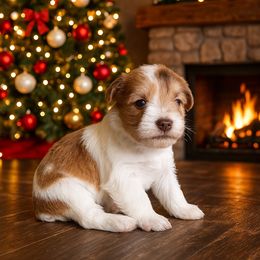 Girl 4 - Parti female Miniature Schnauzer puppy in Lufkin, Texas from Lively Miniature Schnauzers