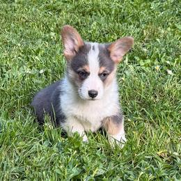 DYSON - Blue male Pembroke Welsh Corgi puppy in Drain, Oregon from Sunnydale Corgis