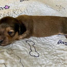 Freya   (Janet) - Cream female Dachshund puppy in Wolf Lake, Indiana from Canisteo Dachshunds