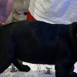 Cane Corso from BFM Cane Corso’s