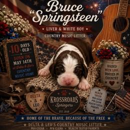 Bruce Springsteen - Liver and white male English Springer Spaniel puppy in Cookeville, Tennessee from Krossroads Kennel