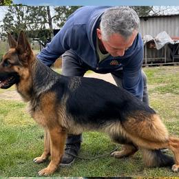 Boah - German Shepherd