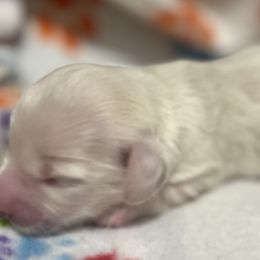 Sandy cheeks - Cream female Dachshund puppy in Wesley Chapel, Florida from Russell Lee Overton
