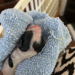 Jamie - White black and tan male Papillon puppy in Summerville, South Carolina from Kipling Papillons