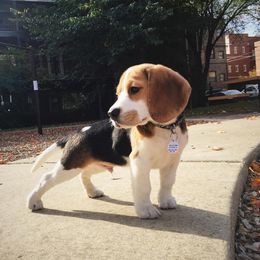 Beagle Puppies from Beagles For home