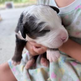 Adele - Blue merle female Bernedoodle puppy in Sugarcreek, Ohio from Angel Valley Berners