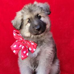 Piper - Gray sable female Shiloh Shepherd puppy in Plant City, Florida from Look Up Shilohs
