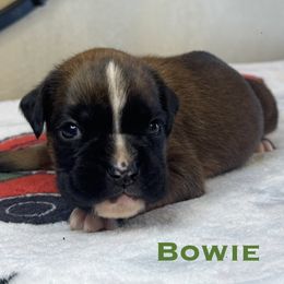 Bowie - Fawn male Boxer puppy in Cicero, New York from MK Boxer Haven of CNY