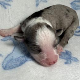 Snickerdoodle - Blue merle female Miniature Australian Shepherd puppy in Ringgold, Louisiana from Barrett's Buddies
