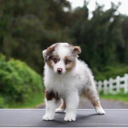 Cornelia - Red merle female Miniature American Shepherd puppy in Kamuela On The Big Island, Hawaii from Royal Hawaiian Aussies LLC