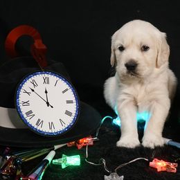 Golden Retriever Puppies from White Diamond Retrievers in the Heartland