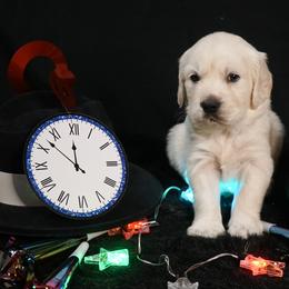 Golden Retriever Puppies from White Diamond Retrievers in the Heartland