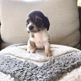 Dachshund and Poodle All Grown Up from Dailey Doodles and Dachshunds