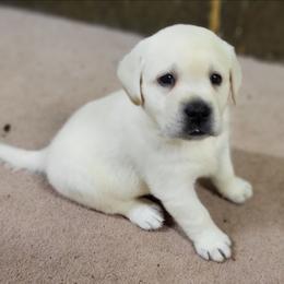 Peter - Yellow male Labrador Retriever puppy in Middleburg, Pennsylvania from Countrylanes labs