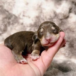 Godiva - Chocolate and cream female Dachshund puppy in Inverness, Florida from Canaan Farm Corgis