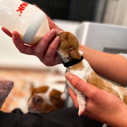 Brittany Puppies from Sincerely, Bird Dogs